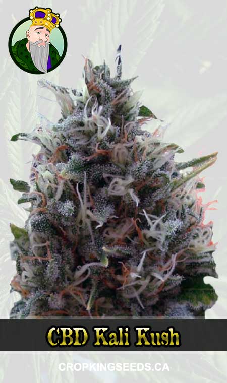 CBD Kali Kush Marijuana Seeds