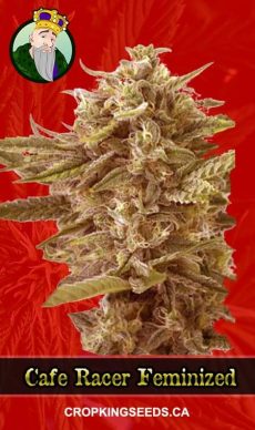 Cafe Racer Strain Feminized