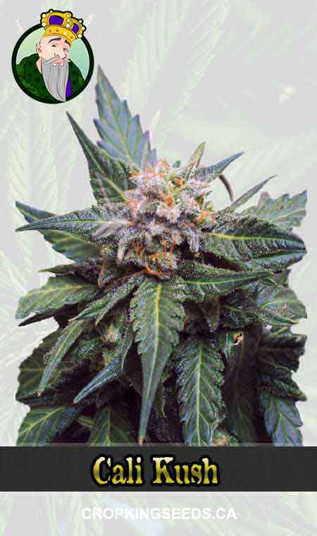 Cali Kush CBD 1, Crop King Seeds