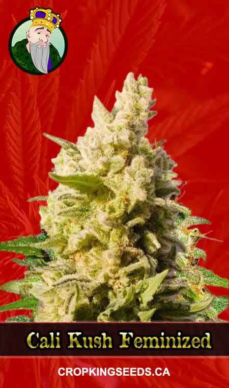 Cali Kush Feminized