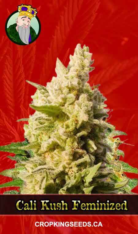 Cali Kush Feminized Marijuana Seeds