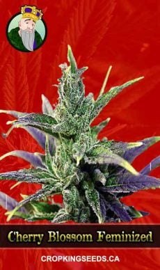 Cherry Blossom Strain Feminized Marijuana Seeds