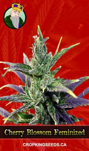 Cherry Blossom Strain Feminized Marijuana Seeds