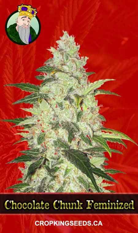 Chocolate Chunk Feminized Marijuana Seeds