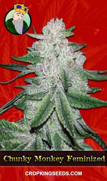 Chunky Monkey Feminized Marijuana Seeds