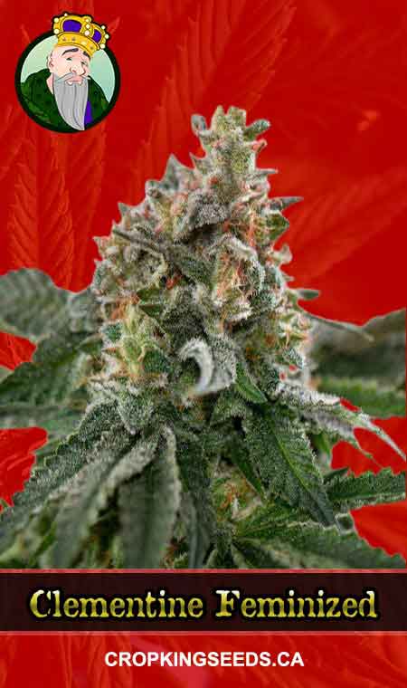 Clementine Strain Feminized Marijuana Seeds