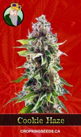 Cookie Haze Feminized Marijuana Seeds