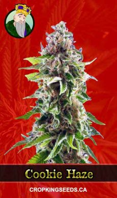 Cookie Haze Feminized