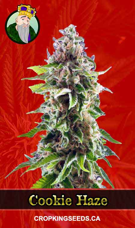 Cookie Haze Feminized
