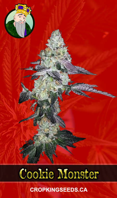 Cookie Monster Strain Feminized Marijuana Seeds