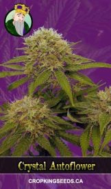 Crystal Strain Autoflowering Marijuana Seeds