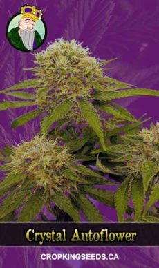 Crystal Strain Autoflowering