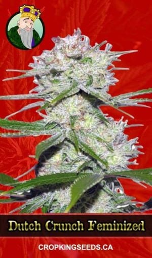 Dutch Crunch Strain Feminized Marijuana Seeds