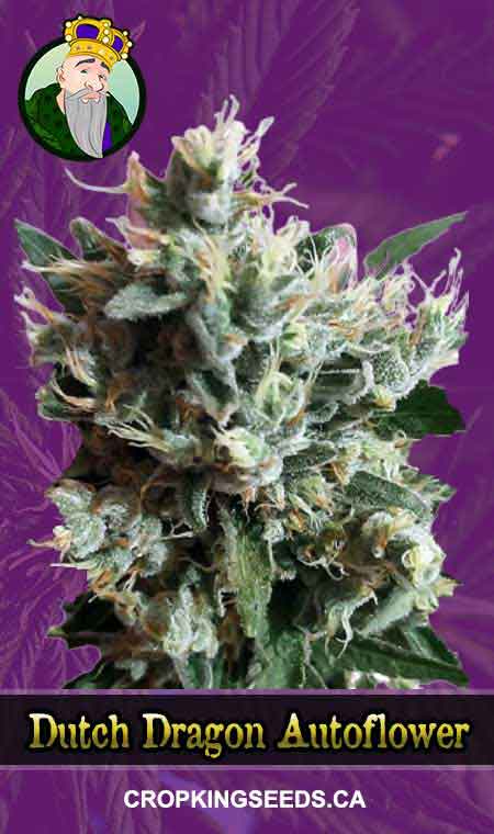 Dutch Dragon Auto