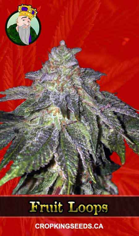 Fruit Circles Strain Feminized Marijuana Seeds