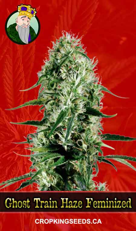 Ghost Train Haze Strain Feminized Marijuana Seeds