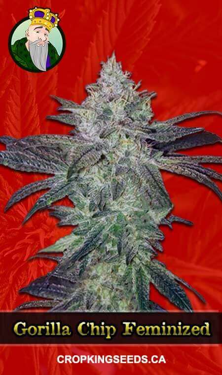 Buy Gorilla Chip Strain Feminized Marijuana Seeds | Crop King Seeds