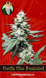 Gorilla Glue Strain Feminized Marijuana Seeds