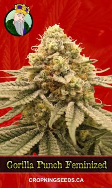 Gorilla Punch Feminized