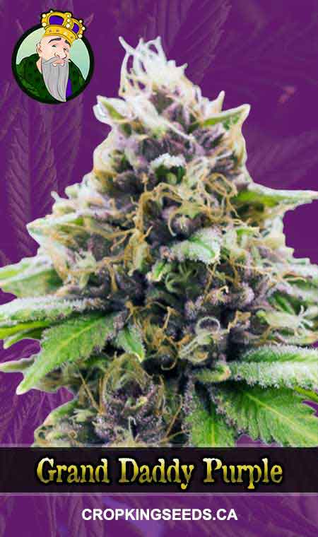 Grand Daddy Purple Auto