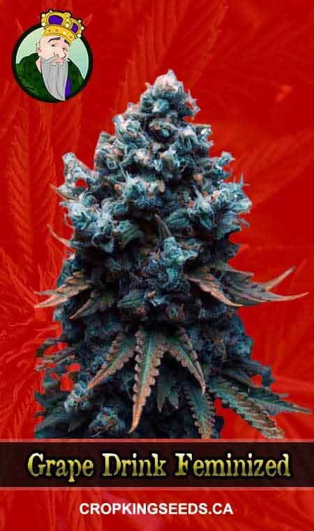 Grape Drink Feminized Marijuana Seeds