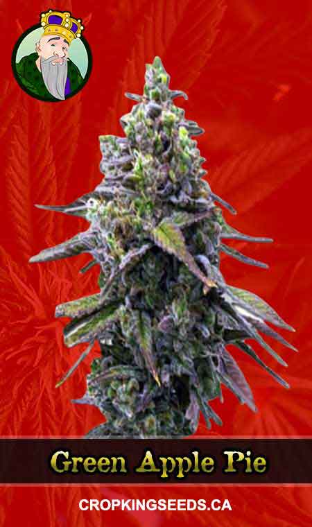 Green Apple Pie Feminized Marijuana Seeds