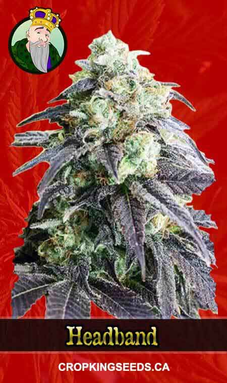 Headband Feminized Marijuana Seeds