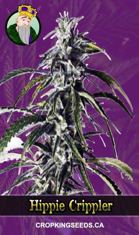 Hippie Crippler Autoflowering Marijuana Seeds, Crop King Seeds