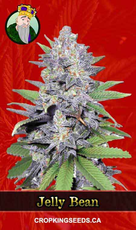 Feminized Seeds Canada | Crop King Seeds