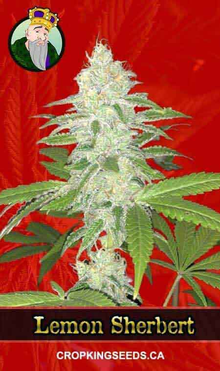 Feminized Seeds Canada | Crop King Seeds