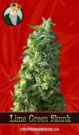 Lime Green Skunk