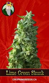 Lime Green Skunk Feminized Marijuana Seeds