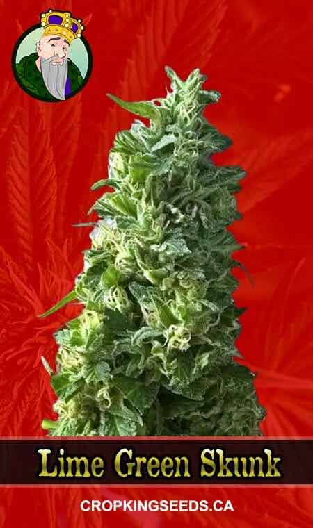 Lime Green Skunk