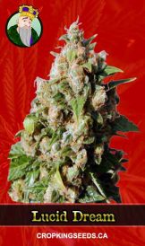 Lucid Dream Strain Feminized Marijuana Seeds