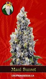 Maui Sunset Strain Feminized Marijuana Seeds