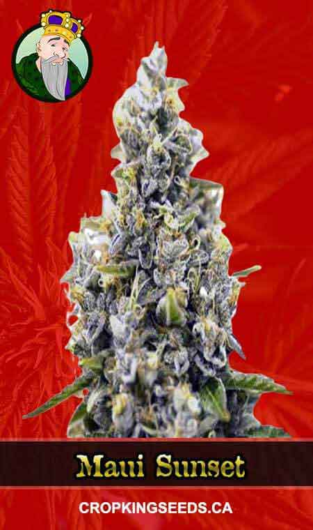 Maui Sunset Strain Feminized Marijuana Seeds