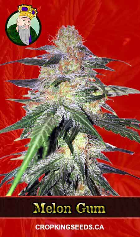 Melon Gum Feminized Marijuana Seeds 1, Crop King Seeds