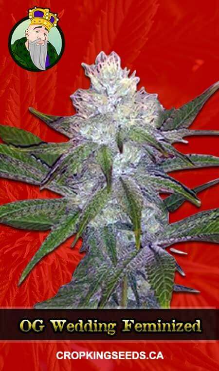 Buy OG Wedding Strain Feminized Marijuana Seeds | Crop King Seeds