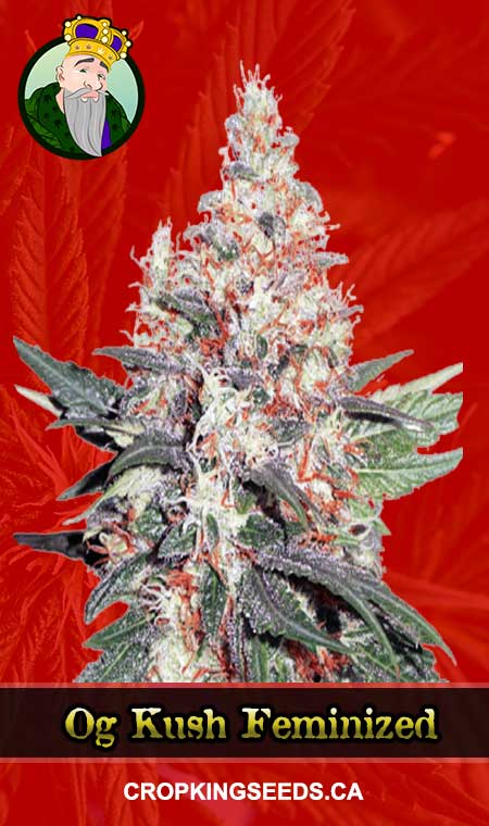 OG Kush Feminized Fast Version Marijuana Seeds, Crop King Seeds