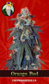 Orange Bud Strain Feminized Marijuana Seeds