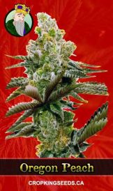 Oregon Peach Strain Feminized Marijuana Seeds