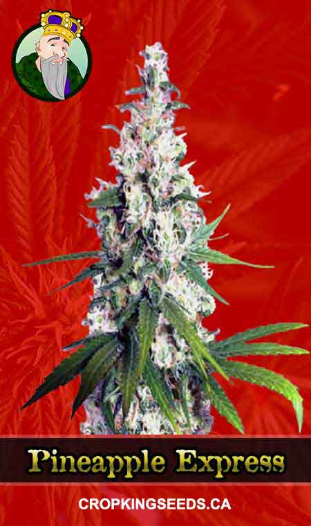 Buy Pineapple Express Strain Feminized Marijuana Seeds | Crop King Seeds