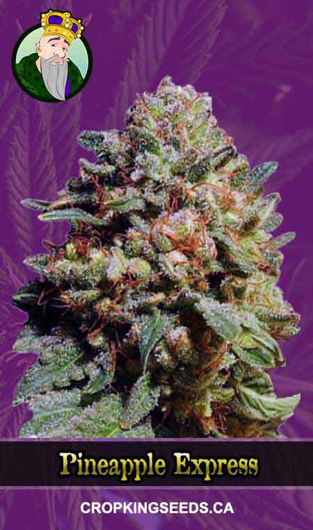 Buy Pineapple Express Strain Autoflowering Marijuana Seeds | Crop King ...