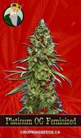 Platinum OG Strain Feminized Marijuana Seeds