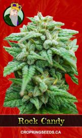 Rock Candy Strain Feminized Marijuana Seeds