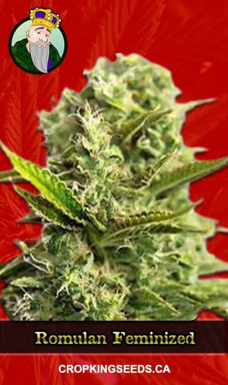 Romulan Strain Feminized Marijuana Seeds