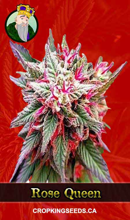 Rose Queen Strain Feminized Marijuana Seeds
