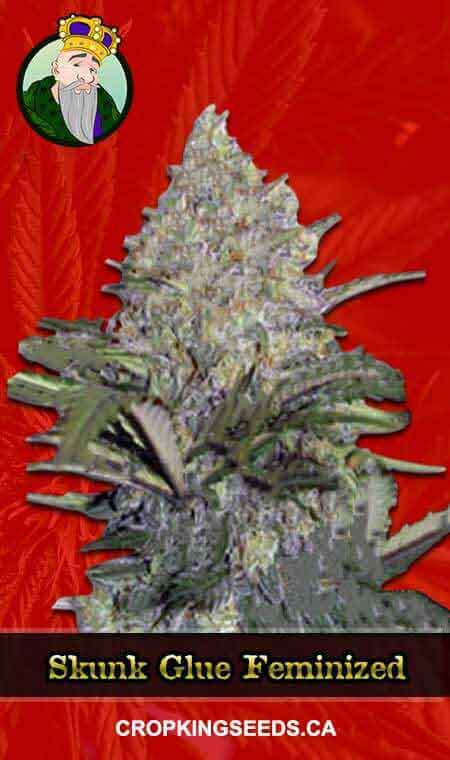 Skunk Glue Strain Feminized Marijuana Seeds