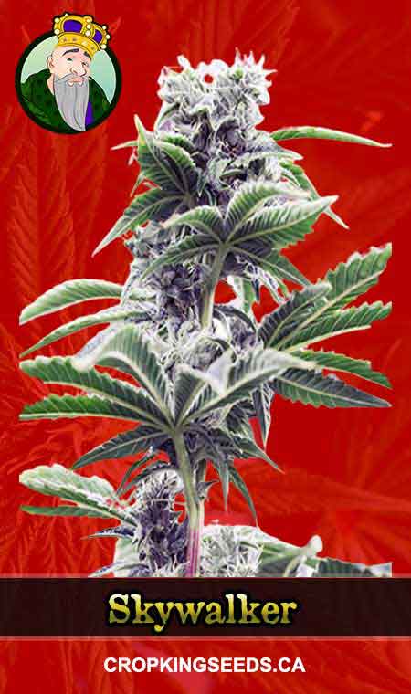 Skywalker Strain Feminized Marijuana Seeds