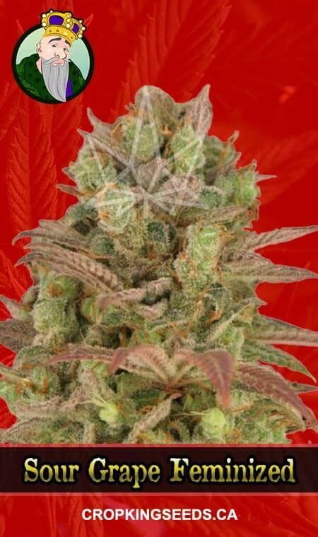 Sour Grape Strain Feminized Marijuana Seeds